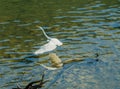 Great white egret takes off from tree branch Royalty Free Stock Photo