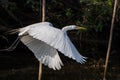 Great White Egret taking flight Royalty Free Stock Photo