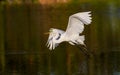 Great white egret taking off, wings spread