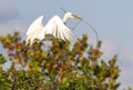 Great White Egret Taking Stick Back to Nest