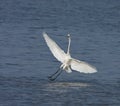 Great White Egret at Tendaba Royalty Free Stock Photo