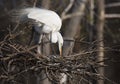 Great White Egret tending to eggs in the nest Royalty Free Stock Photo