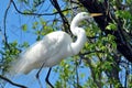 Great White Egret in tree Royalty Free Stock Photo