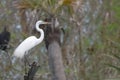 Great White Egret on a tree branch Royalty Free Stock Photo
