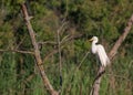 Great White Egret on a tree branch Royalty Free Stock Photo