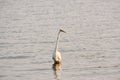 Great White Egret Wades in Bay at Sunrise Royalty Free Stock Photo