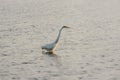 Great White Egret Wades in Bay at Sunrise Royalty Free Stock Photo