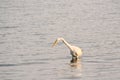 Great White Egret Wades in Bay at Sunrise Royalty Free Stock Photo