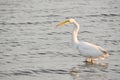 Great White Egret Wades in Bay at Sunrise Royalty Free Stock Photo