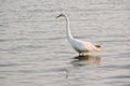 Great White Egret Wades in Bay at Sunrise