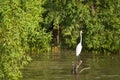 Great White Egret wading slowly through the mangroves.Thailand.