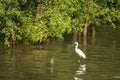 Great White Egret wading slowly through the mangroves.Thailand.