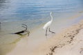 great white egret walking along lake bank with iron anchor by the shore, Marapendi Lagoon, Rio de Janeiro. Royalty Free Stock Photo