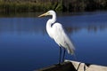 A Great White Egret Royalty Free Stock Photo