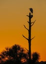Great White Egret Watches Setting Sun