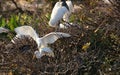 Great White Egret with wide wings