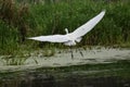 Great White Egret with Wings Fully Spread Royalty Free Stock Photo