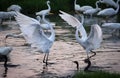 Great White Egrets fighting for hunting fish in the marshland waters. White heron with water background