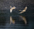 Great white egrets flying over the river water Royalty Free Stock Photo