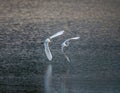 Great white egrets flying over the river water Royalty Free Stock Photo