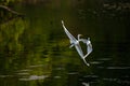 Great white egrets flying over the river water Royalty Free Stock Photo
