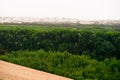 Great white egrets perched in trees surrounded by sand dunes. Royalty Free Stock Photo