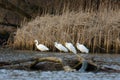 Great white egrets on the river bank looking for food in the reeds Royalty Free Stock Photo