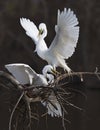 Great White Egret spar over chance to mate with female Royalty Free Stock Photo