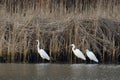 Great white egrets standing in the river Royalty Free Stock Photo