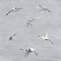 Great White Egrets Watercolor