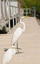 Great white Hern and a snowy egret steering at a fisherman about to throw a free meal