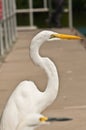 Great white Hern steering at a fisherman about to throw a free meal at is standing on a concrete dock at a tropical marina on the