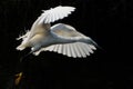 Great White Heron