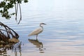 Great White Heron Royalty Free Stock Photo