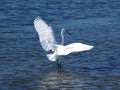 Great white heron