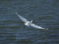 Great white heron