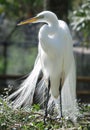 Great White Heron