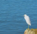 A Great White Heron along the Palm Coast of Flagler County, Florida