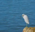 A Great White Heron along the Palm Coast of Flagler County, Florida Royalty Free Stock Photo