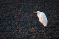 A great white heron ardea alba standing in the light of the late afternoon sun