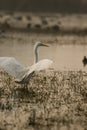 great white heron ardea cinerea with open wings about fly in wetland Royalty Free Stock Photo