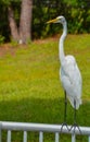 A Great White Heron ardea herodias occidentalis Royalty Free Stock Photo