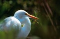 Great white heron - Ardea herodias occidentalis Royalty Free Stock Photo