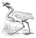 Great White Heron Ardea occidentalis vintage engraving