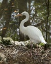 White Heron bird Stock Photos. Great White Heron bird profile view. Image. Portrait. Picture. Moss rock background. White colour