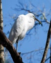 White Heron bird Stock Photos. Great White Heron bird profile view. Image. Portrait. Picture. Blue sky background. Perched on a