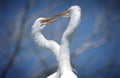 Great Egret pair