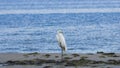 Great white heron or Great egret, Ardea alba, close-up portrait at sea shore with bokeh background, selective focus, shallow DOF Royalty Free Stock Photo