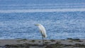 Great white heron or Great egret, Ardea alba, close-up portrait at sea shore with bokeh background, selective focus, shallow DOF Royalty Free Stock Photo