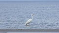 Great white heron or Great egret, Ardea alba, close-up portrait at sea shore with bokeh background, selective focus, shallow DOF Royalty Free Stock Photo